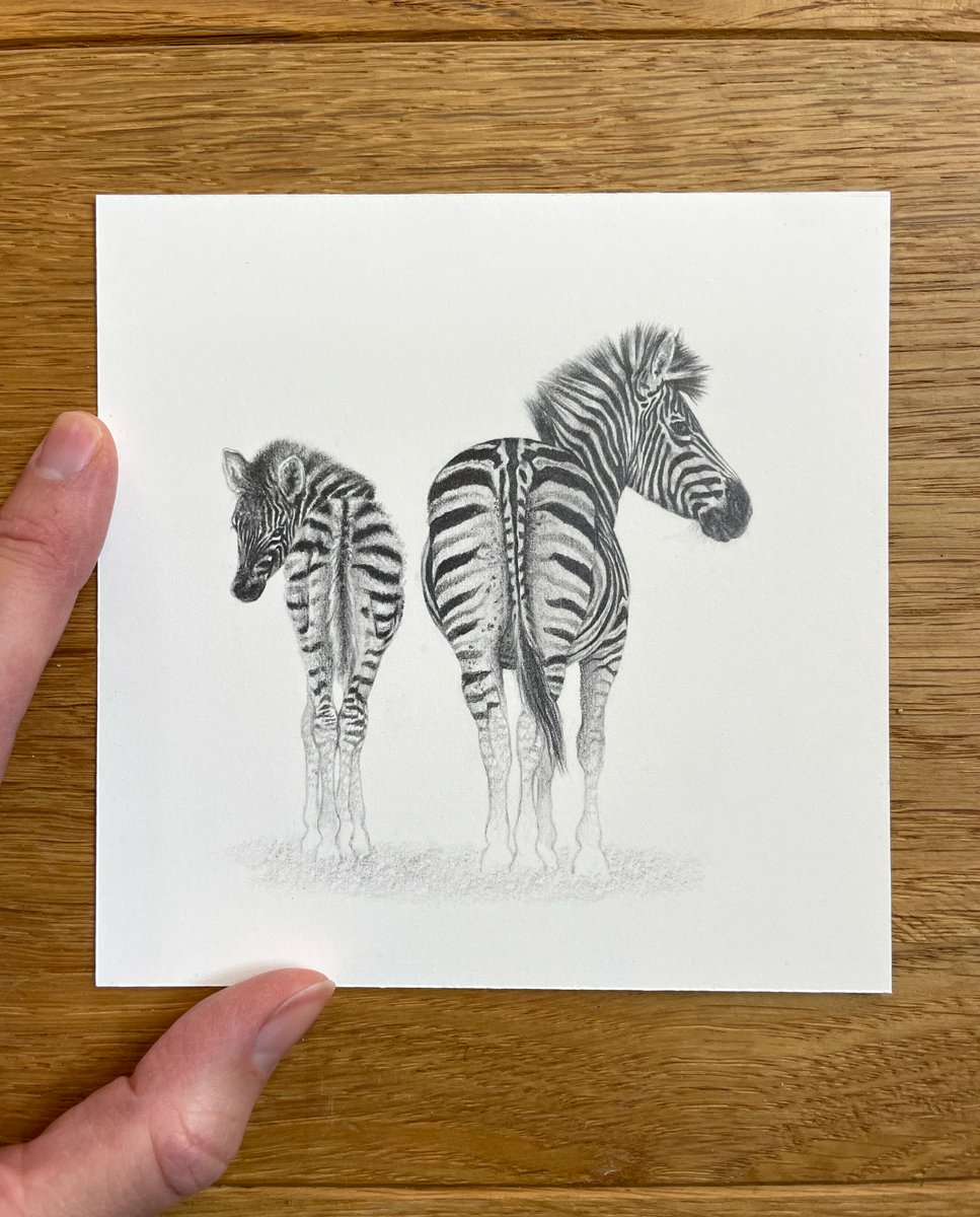 Zebras-1_FW