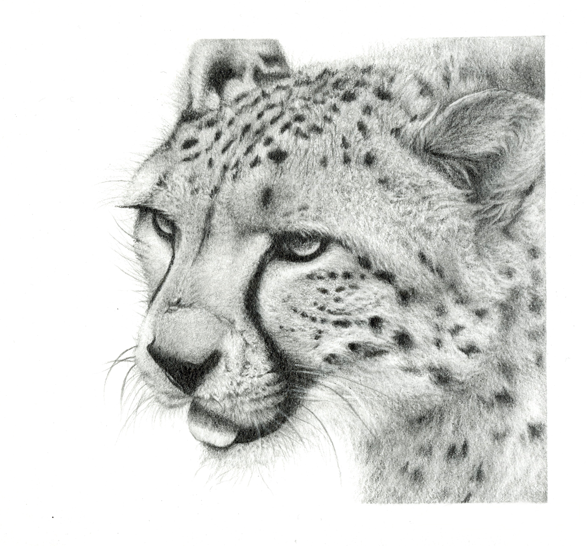 Cheetah Mini Study | Original